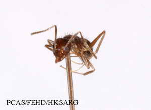 Insect specimens Photos