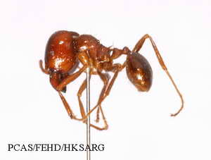 Insect specimens Photos