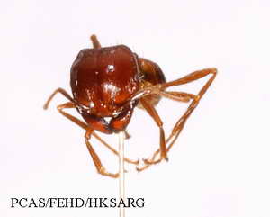 Insect specimens Photos