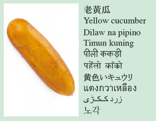Yellow cucumber