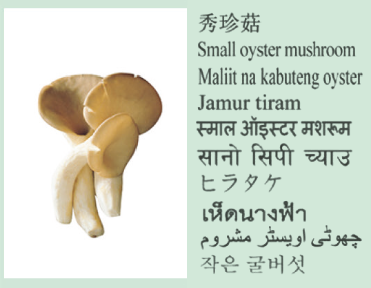 Small oyster mushroom