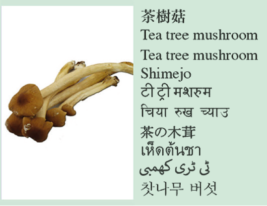Tea tree mushroom