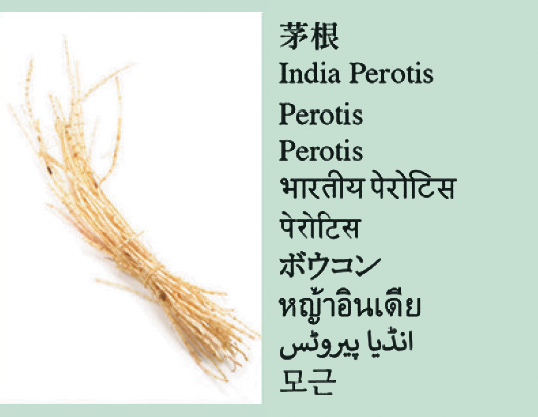 India Perotis