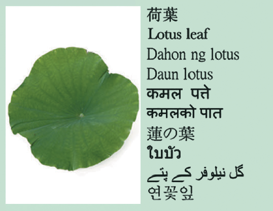 Lotus leaf