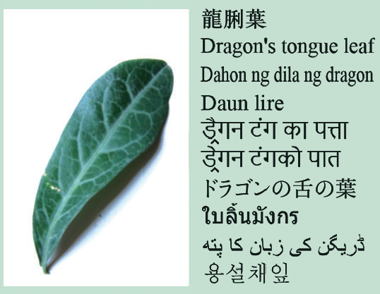 Dragon's tongue leaf