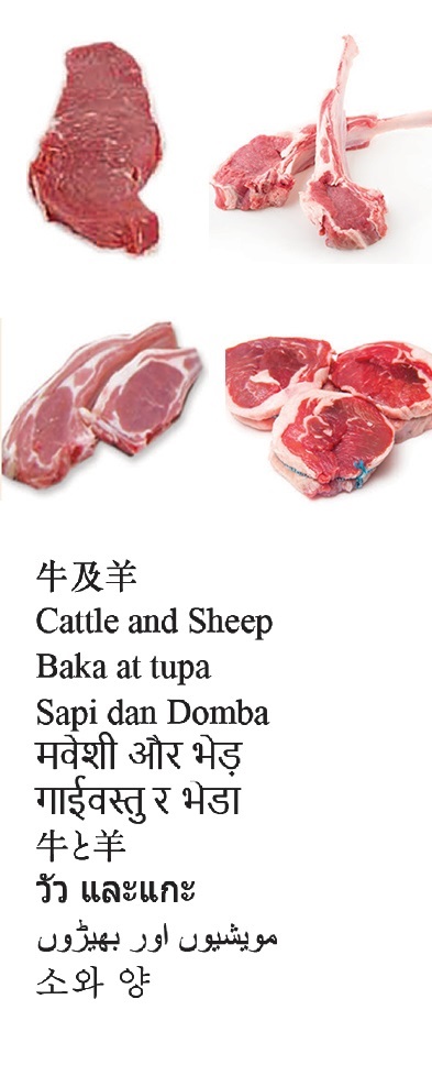 Cattle and Sheep
