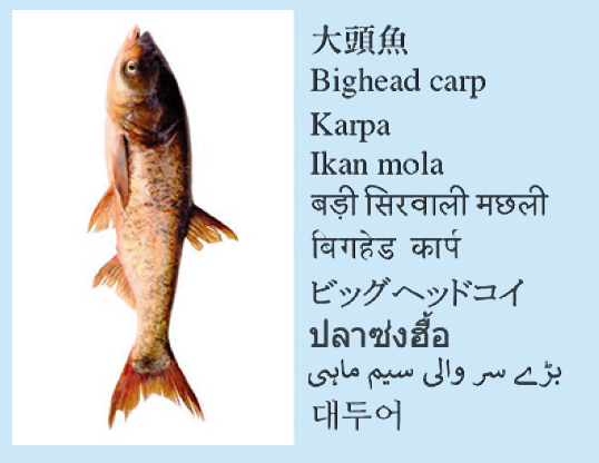 大頭魚