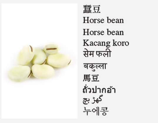 Horse bean