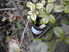 用作进行登革热病媒调查的诱蚊产卵器