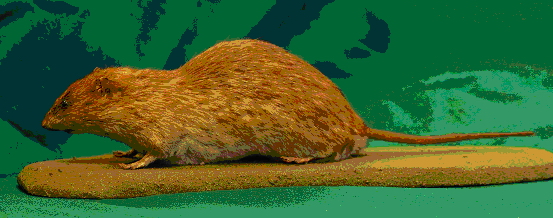 用作进行登革热病媒调查的诱蚊产卵器