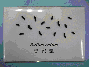 黑家鼠粪便相片
