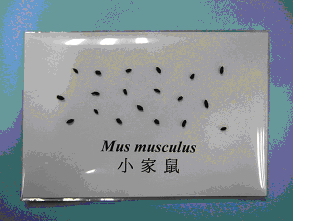 小家鼠粪便相片